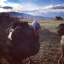 Load image into Gallery viewer, Pasture Raised Turkey (Preorder for 2024 November harvest)