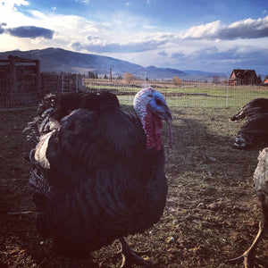 Pasture Raised Turkey (Preorder for 2024 November harvest)