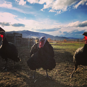 Pasture Raised Turkey (Preorder for 2024 November harvest)